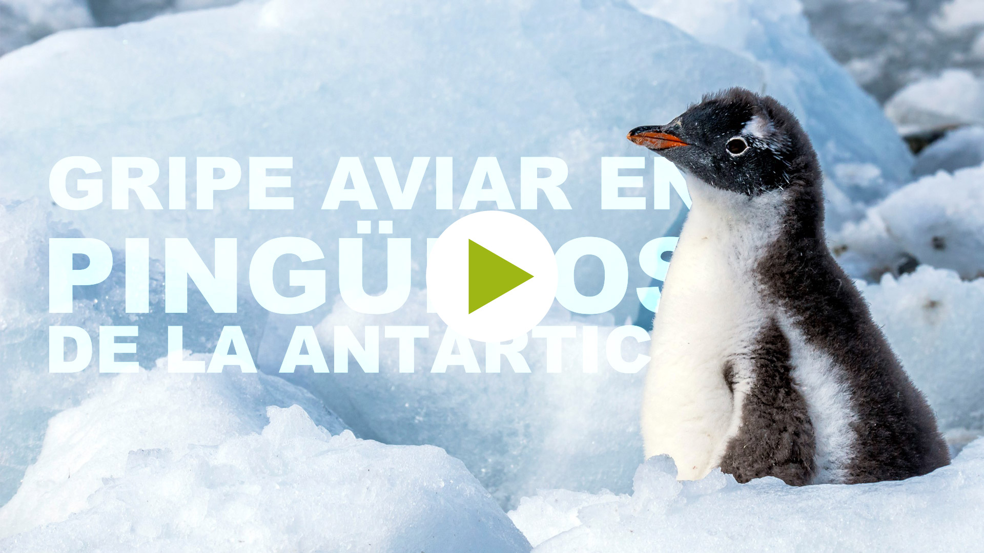 ¿Pingüinos con gripe?